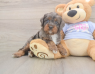 8 week old Cavapoo Puppy For Sale - Lone Star Pups