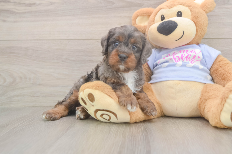 7 week old Cavapoo Puppy For Sale - Lone Star Pups