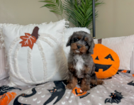 9 week old Cavapoo Puppy For Sale - Lone Star Pups