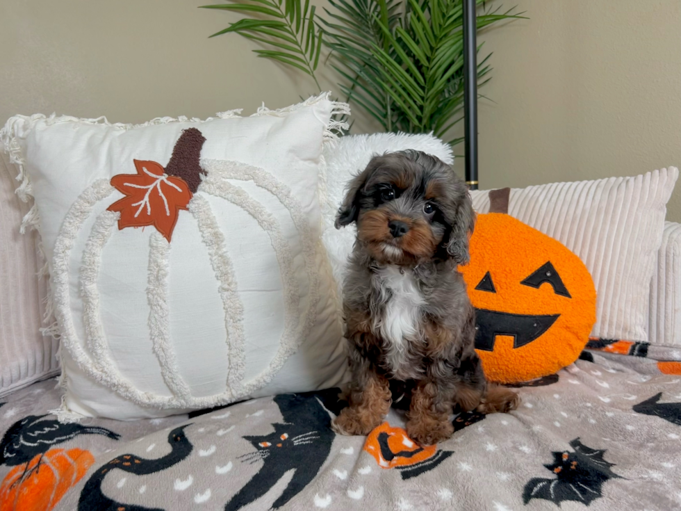 Meet Khaby - our Cavapoo Puppy Photo  1/5 - Lone Star Pups Cute Cavapoo Baby