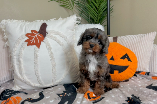 10 week old Cavapoo Puppy For Sale - Lone Star Pups Cute Cavapoo Baby
