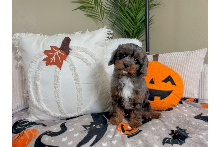 Meet Khaby - our Cavapoo Puppy Photo  1/5 - Lone Star Pups Cute Cavapoo Baby
