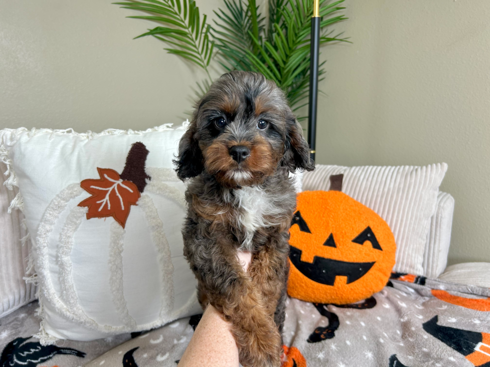 Meet Khaby - our Cavapoo Puppy Photo  2/5 - Lone Star Pups Cute Cavapoo Poodle Mix Pup