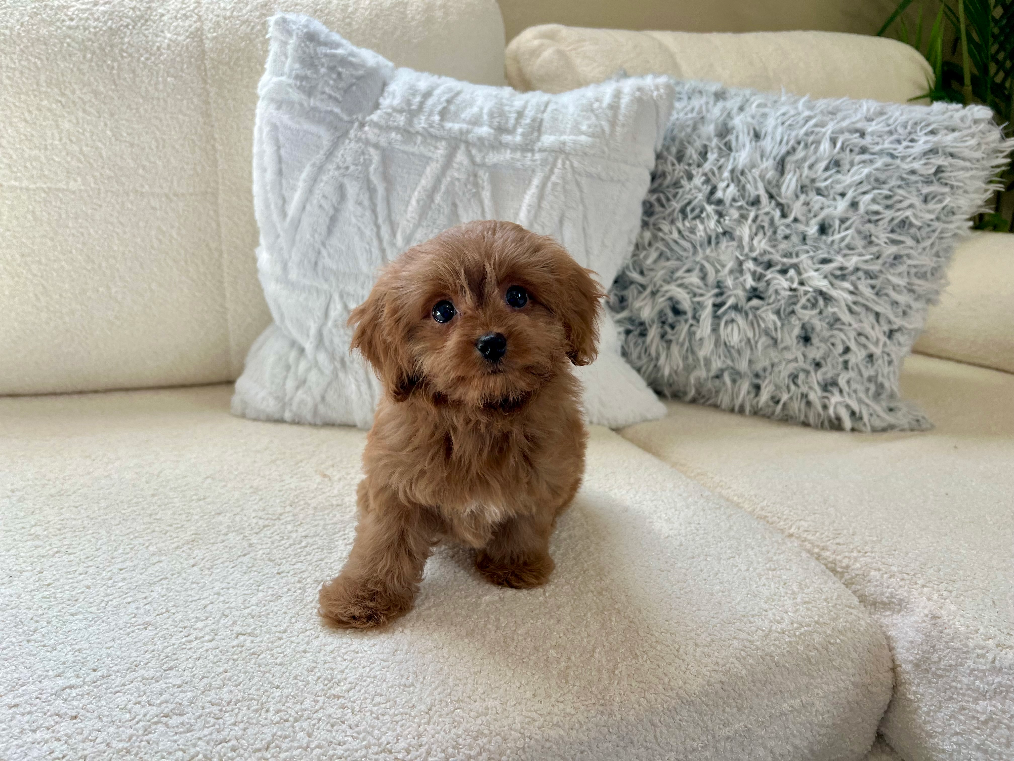 Best Cavapoo Baby