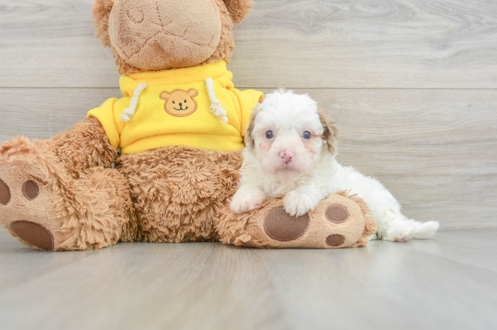 8 week old Cavapoo Puppy For Sale - Lone Star Pups