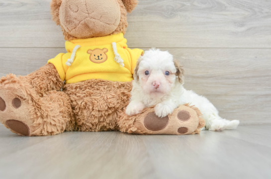 Adorable Cavalier King Charles Spaniel and Poodle Mix Poodle Mix Puppy