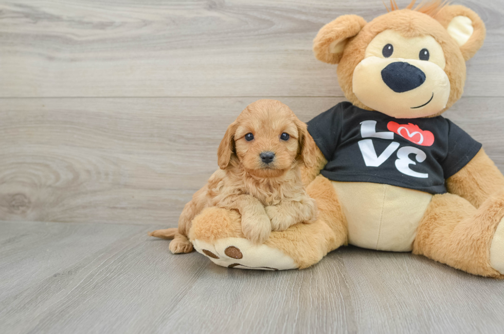 7 week old Cavapoo Puppy For Sale - Lone Star Pups