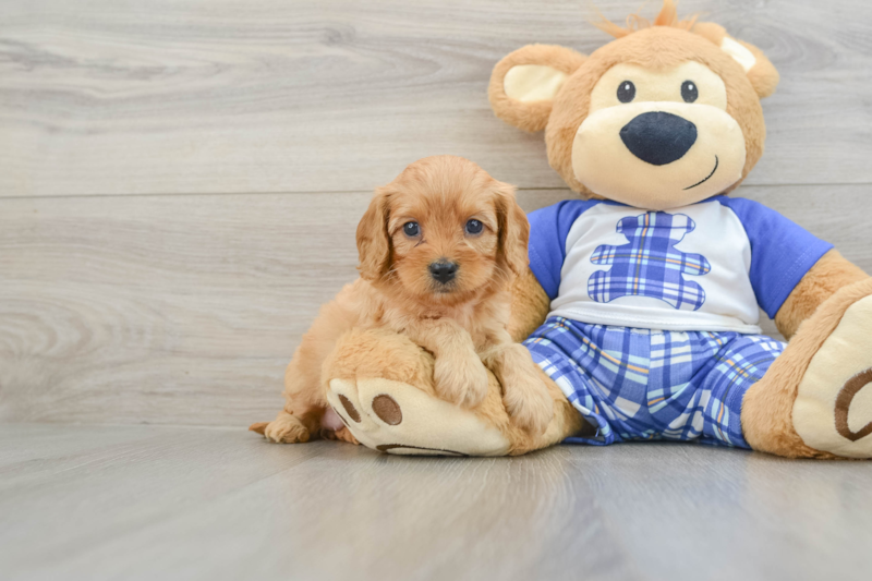Meet Kimber - our Cavapoo Puppy Photo 1/3 - Lone Star Pups