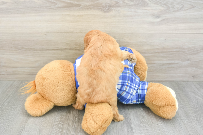 Meet Kimber - our Cavapoo Puppy Photo 2/3 - Lone Star Pups