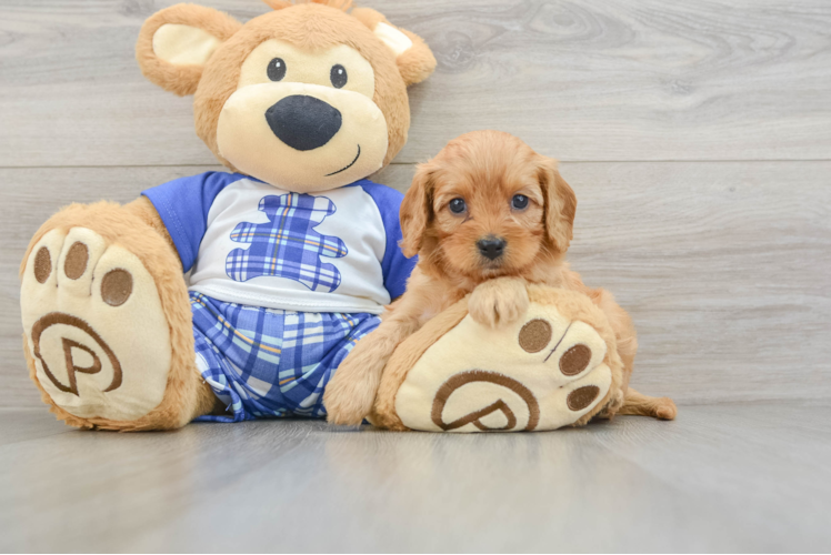 Popular Cavapoo Poodle Mix Pup