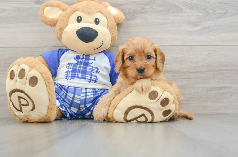 8 week old Cavapoo Puppy For Sale - Lone Star Pups