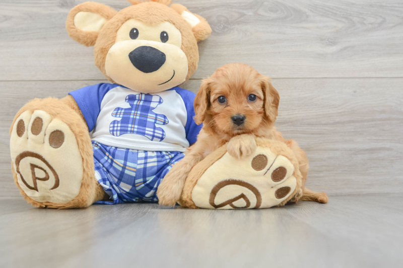 Meet Kimber - our Cavapoo Puppy Photo 3/3 - Lone Star Pups