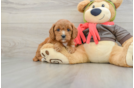 Cavapoo Pup Being Cute