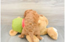 Popular Cavapoo Poodle Mix Pup