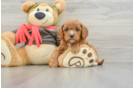 Little Cavipoo Poodle Mix Puppy