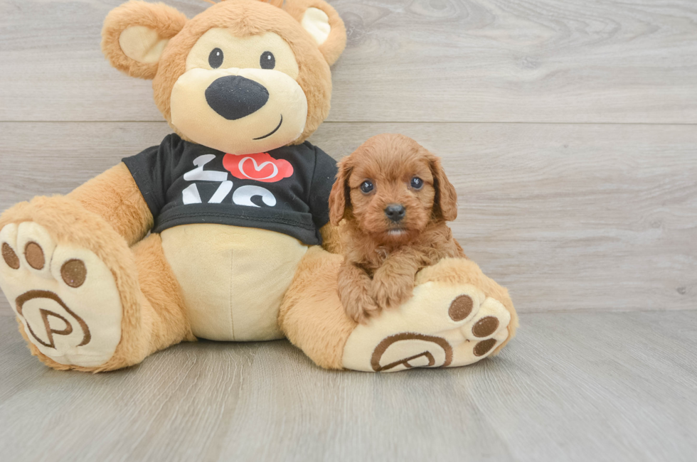 6 week old Cavapoo Puppy For Sale - Lone Star Pups