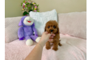 Cute Cavipoo Poodle Mix Puppy