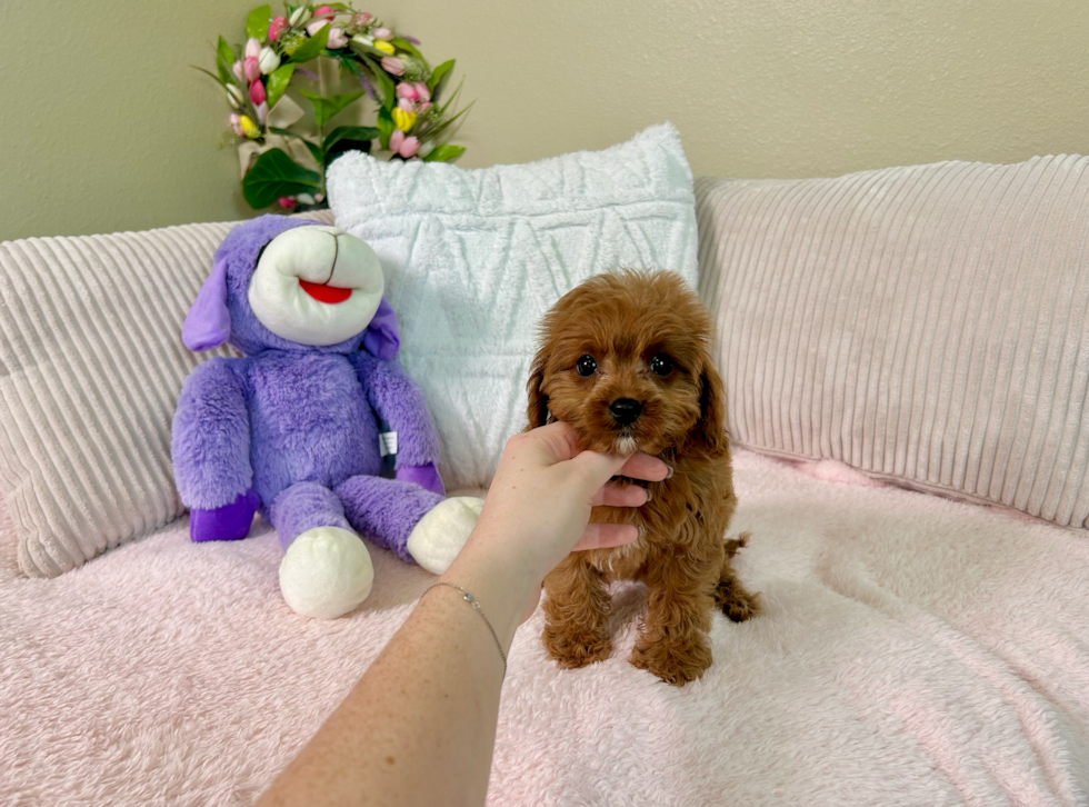 Cute Cavipoo Poodle Mix Puppy