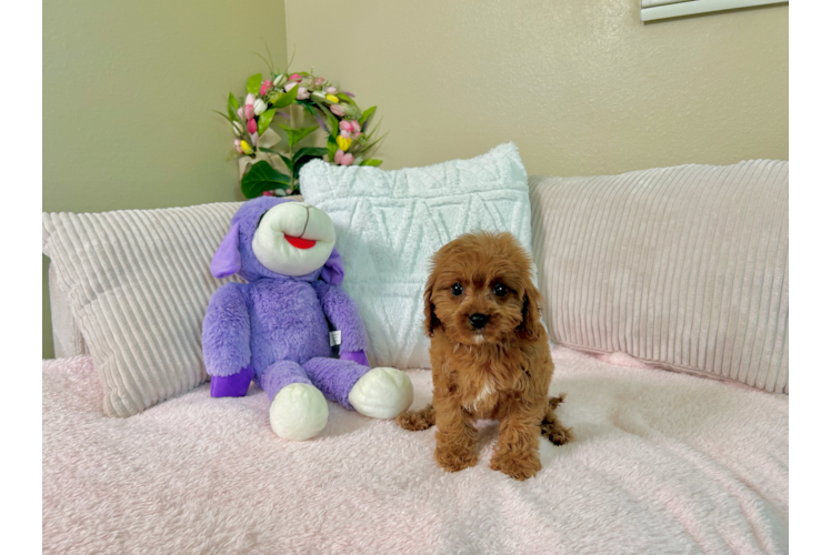 Cute Cavapoo Baby