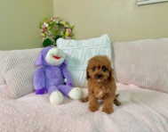9 week old Cavapoo Puppy For Sale - Lone Star Pups