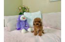 Cute Cavapoo Baby