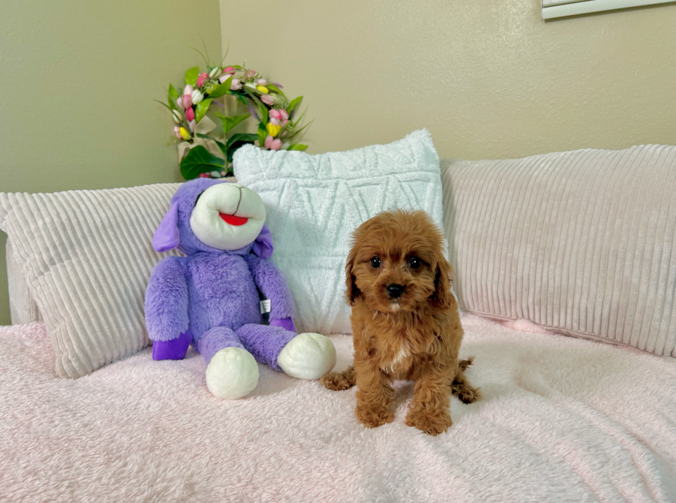 Cute Cavapoo Baby