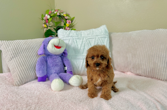 Cute Cavapoo Baby