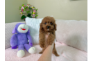 Cute Cavalier King Charles Spaniel and Poodle Mix Poodle Mix Puppy