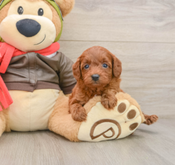 7 week old Cavapoo Puppy For Sale - Lone Star Pups