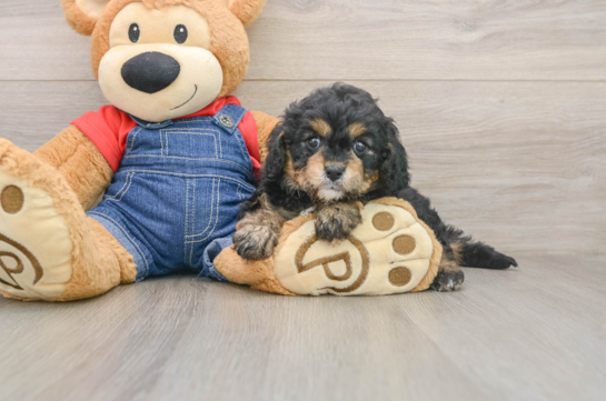 Energetic Cavoodle Poodle Mix Puppy