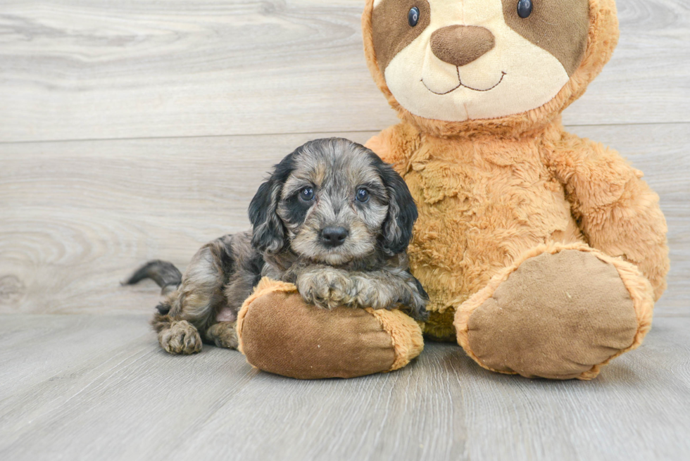 Cavapoo Puppy for Adoption