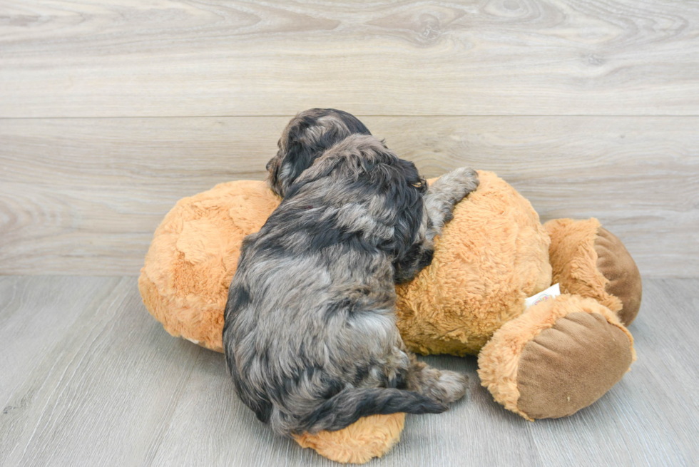 Cavapoo Pup Being Cute