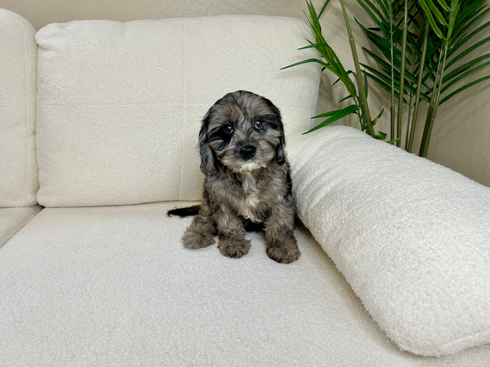 Best Cavapoo Baby