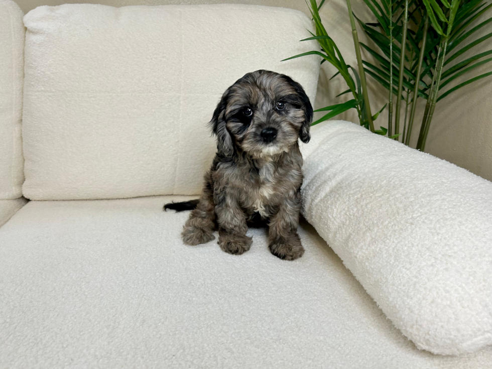 Cavapoo Puppy for Adoption