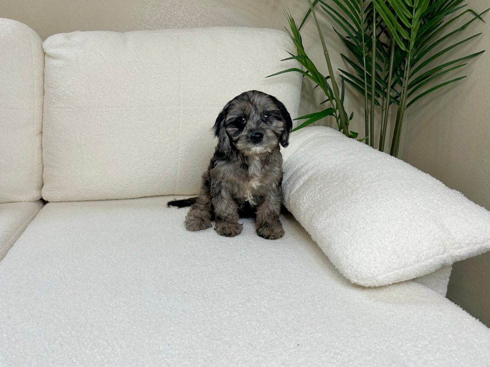 Best Cavapoo Baby