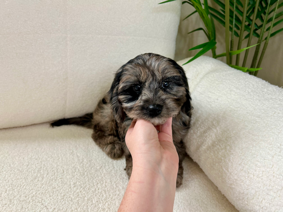 Best Cavapoo Baby