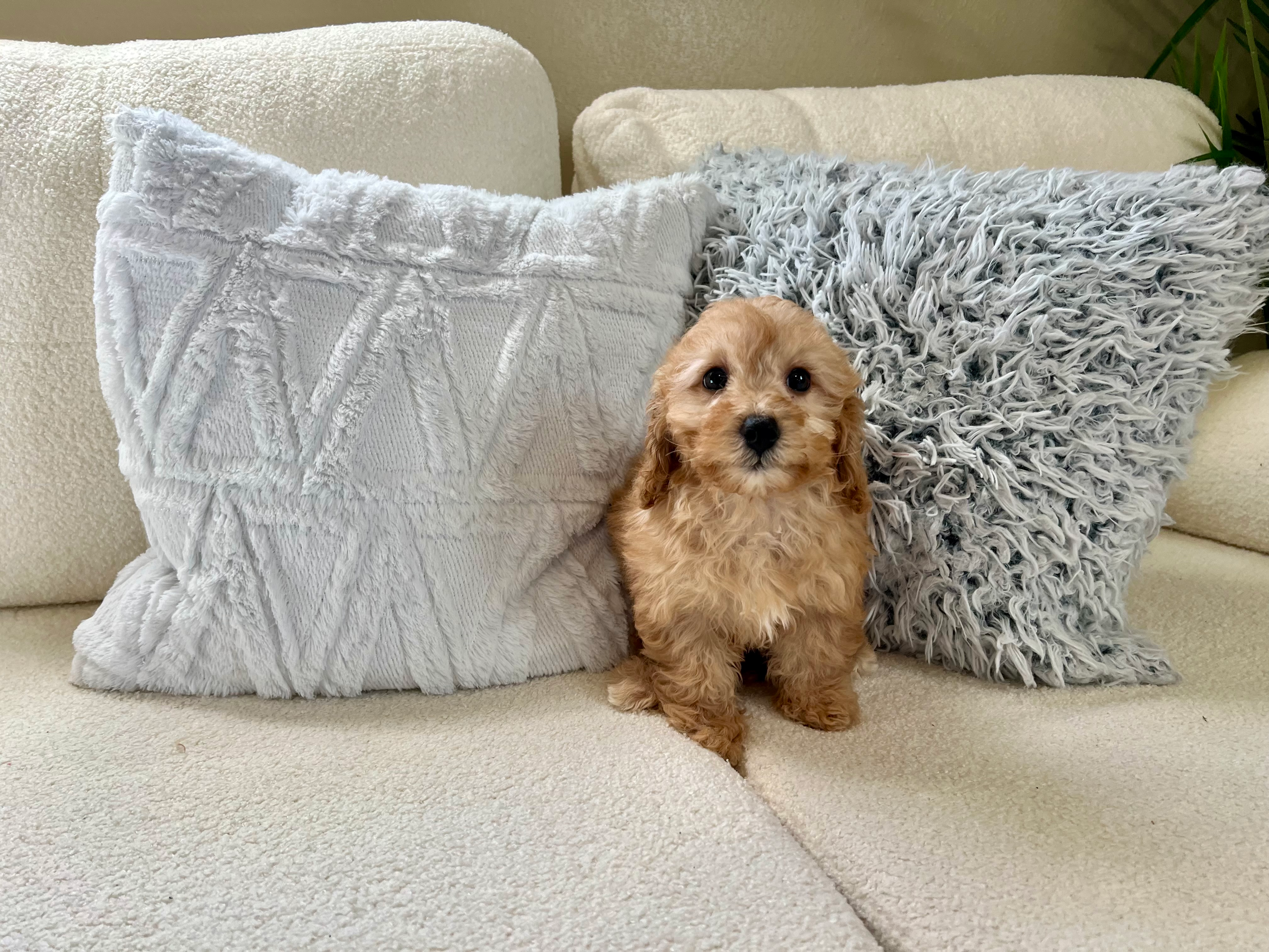 Best Cavapoo Baby
