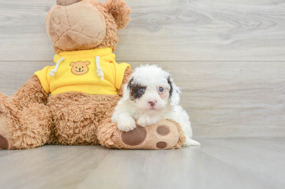 8 week old Cavapoo Puppy For Sale - Lone Star Pups