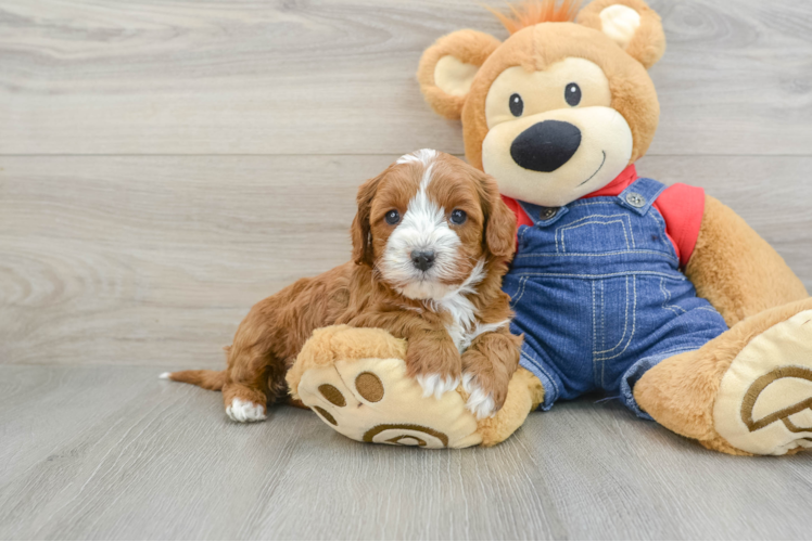 Popular Cavapoo Poodle Mix Pup