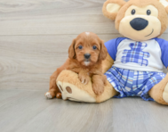 7 week old Cavapoo Puppy For Sale - Lone Star Pups