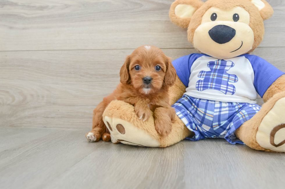 7 week old Cavapoo Puppy For Sale - Lone Star Pups
