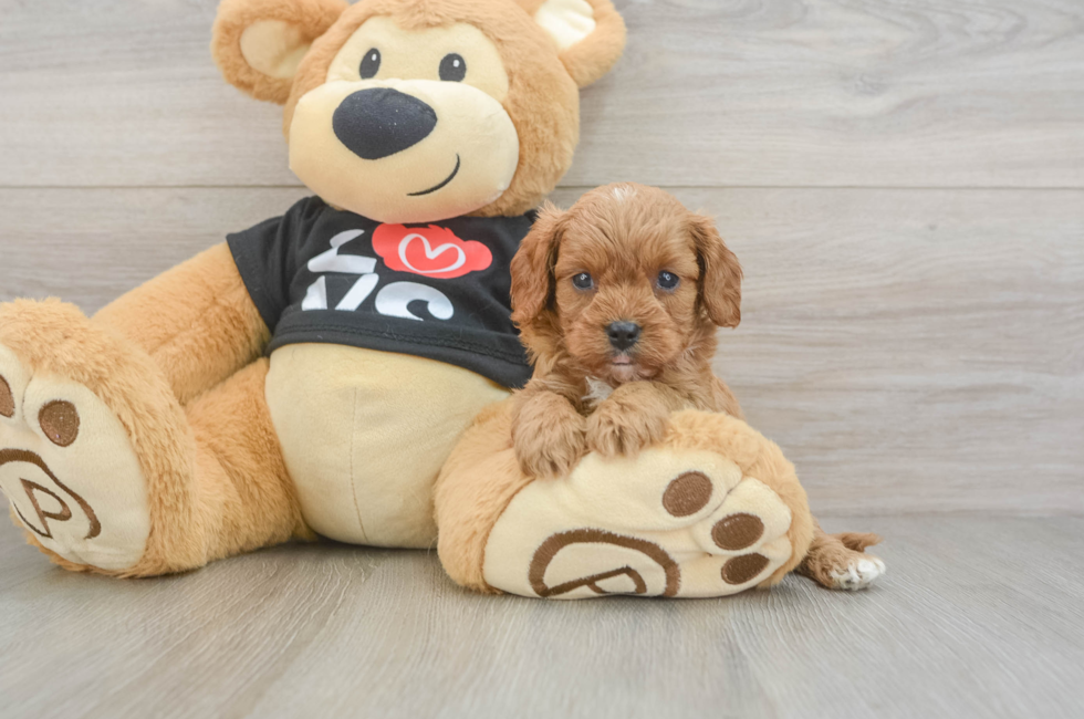 6 week old Cavapoo Puppy For Sale - Lone Star Pups