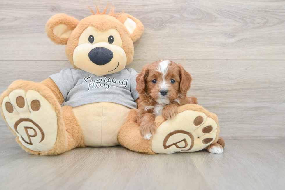 Cavapoo Pup Being Cute