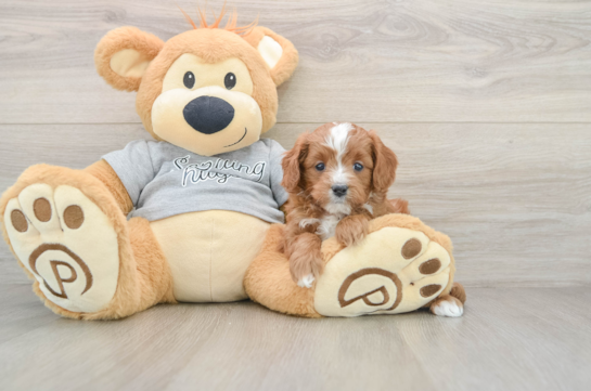 Cavapoo Pup Being Cute