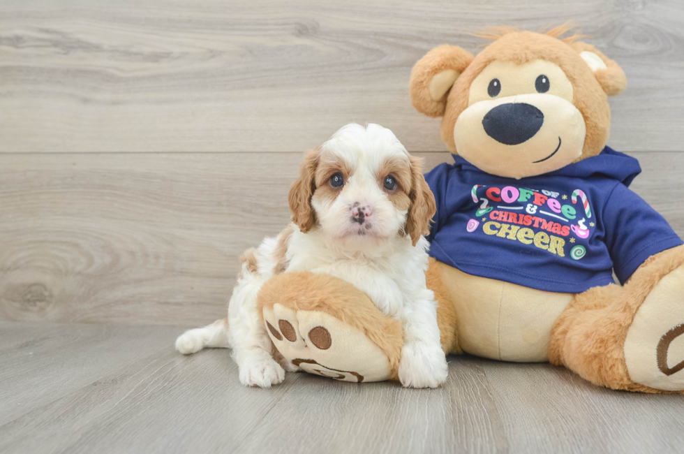 5 week old Cavapoo Puppy For Sale - Lone Star Pups