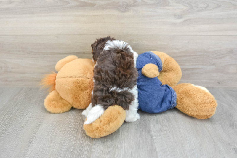 Meet Landry - our Cavapoo Puppy Photo 1/2 - Lone Star Pups