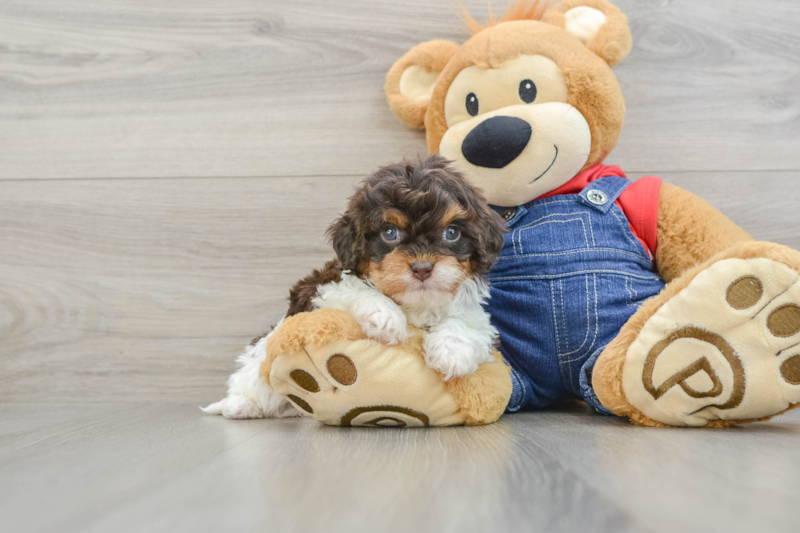 Meet Landry - our Cavapoo Puppy Photo 2/2 - Lone Star Pups