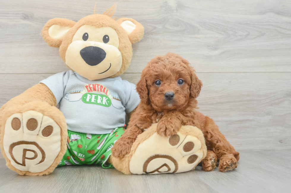 7 week old Cavapoo Puppy For Sale - Lone Star Pups