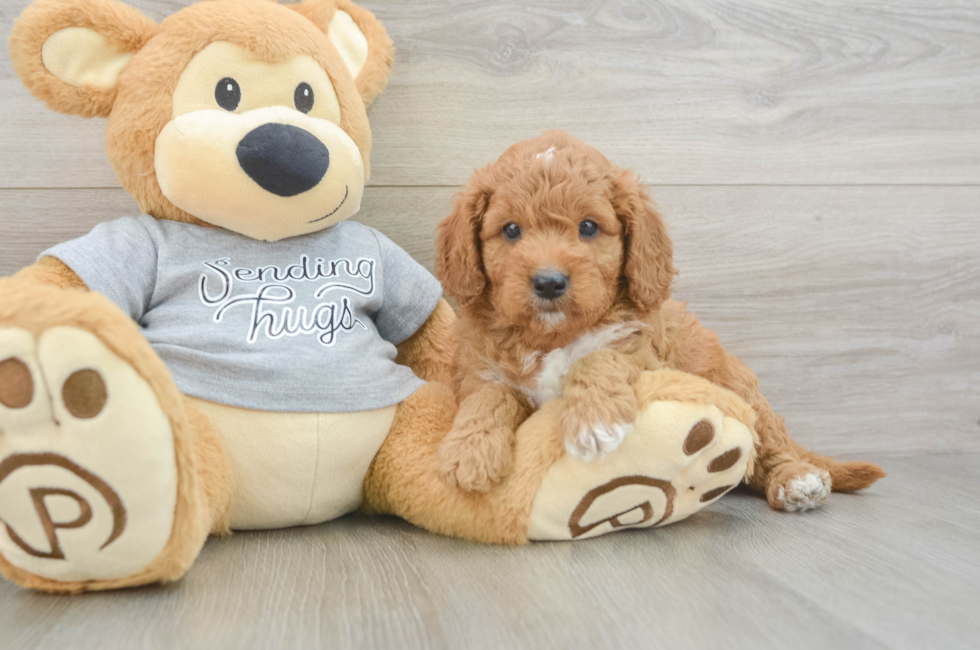 5 week old Cavapoo Puppy For Sale - Lone Star Pups