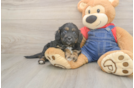 Best Cavapoo Baby